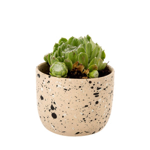 Cache-pot - Beige et picots