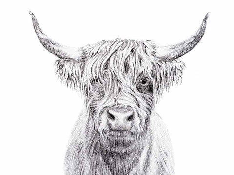 Affiche - Vache Highland